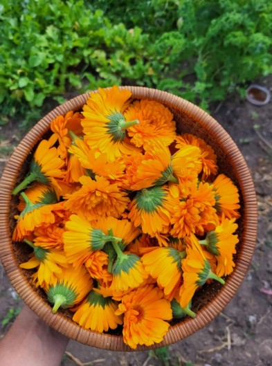 Calendula Healing Salve 2oz | Natural Skin Repair Balm